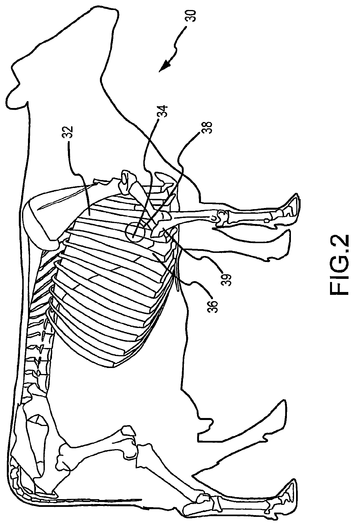 System and method for diagnosis of bovine diseases using auscultation analysis