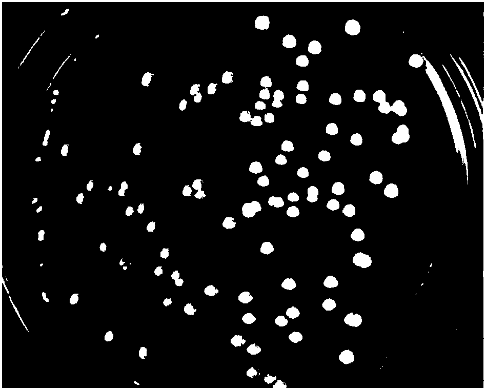 Yeast and application thereof