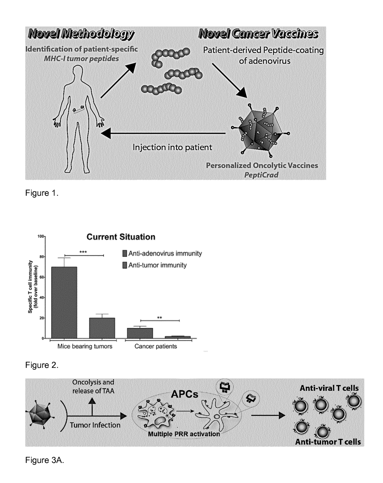 Modified adenoviruses for cancer vaccines development