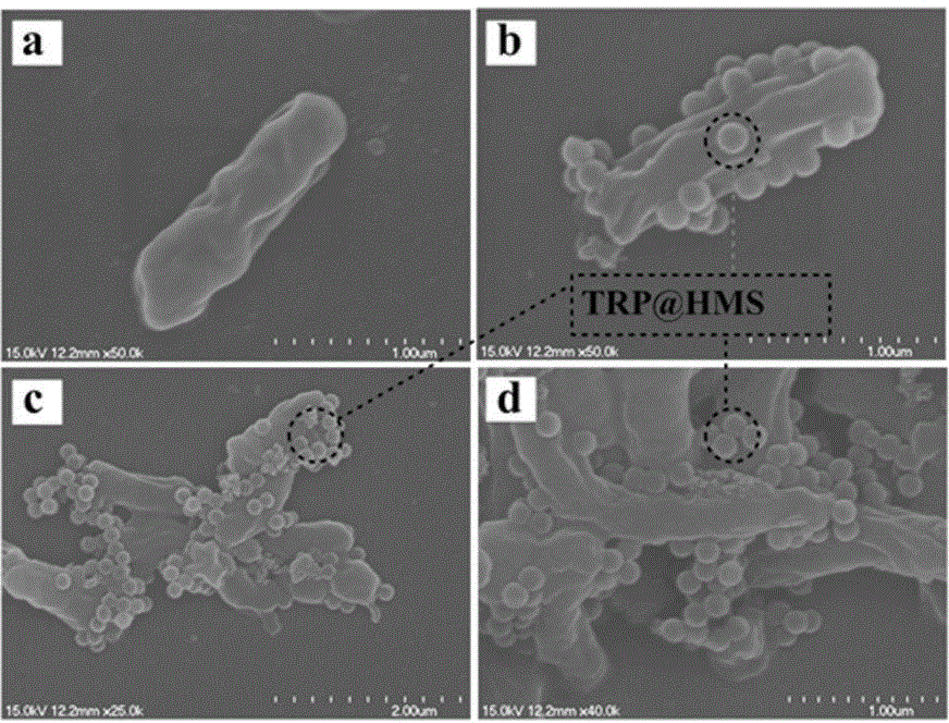 Preparation method of microorganism-nano particle composite system used for degrading phenol