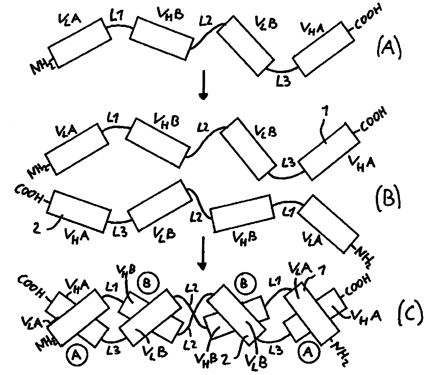 Multivalent antigen-binding FV molecule