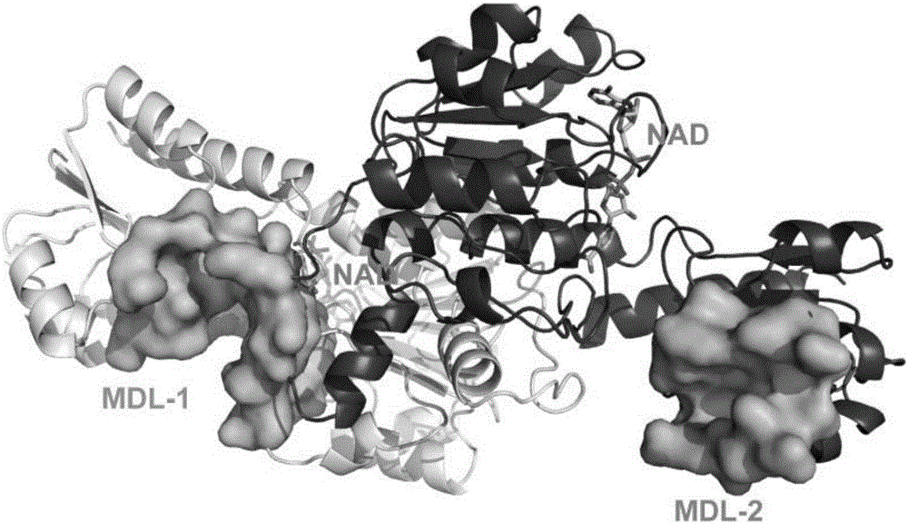Furan D-3-phosophoglycerate dehydrogenase allosteric inhibitor and application thereof