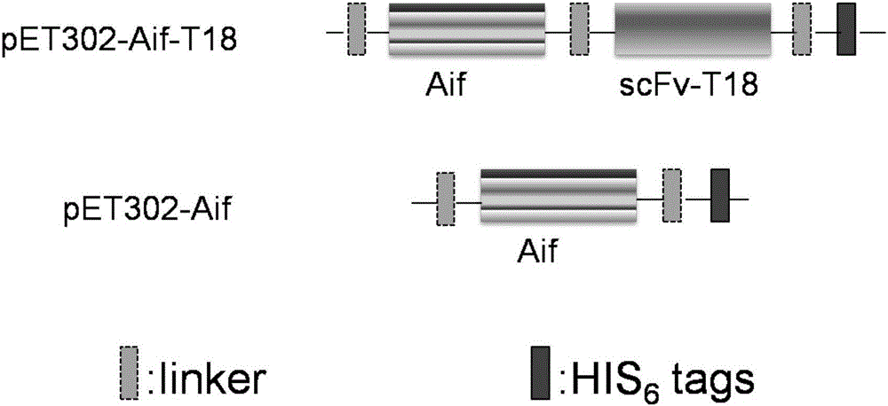 AIF expression strain integrated with recombinant single-chain antibody of AIF and application thereof