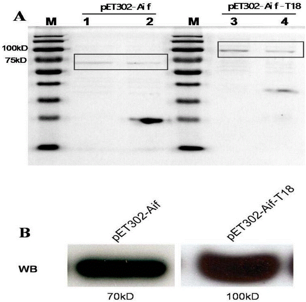 AIF expression strain integrated with recombinant single-chain antibody of AIF and application thereof