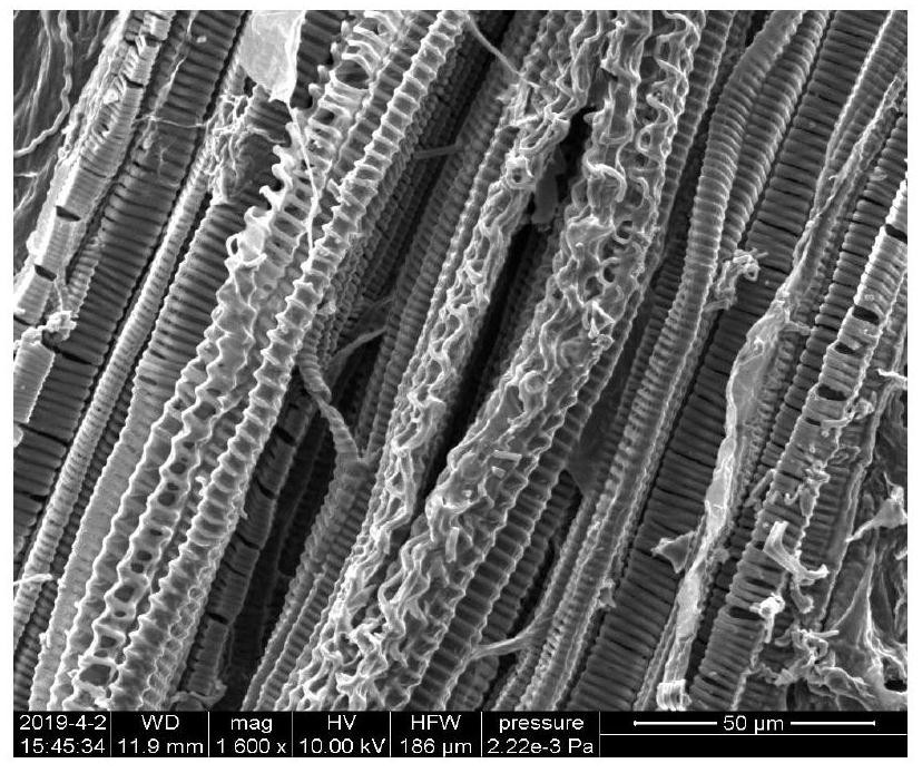 Catalyst-free preparation method and application of porous helical carbon material