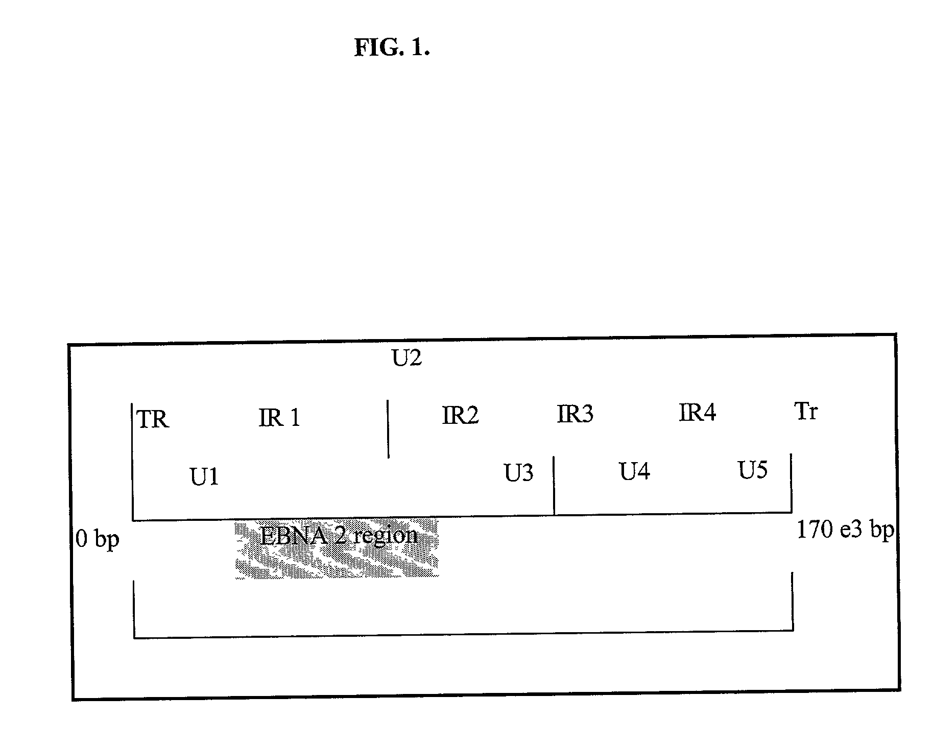 Quantitative epstein barr virus PCR rapid assay