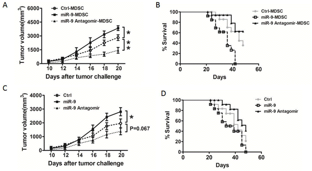 Use of miR-9 inhibitor in preparation of tumor growth inhibition drugs
