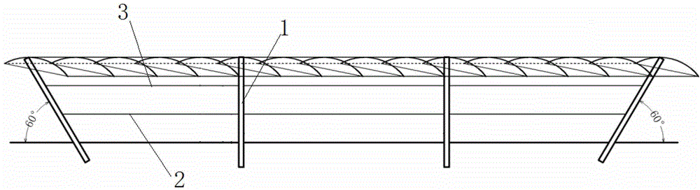 Grape cultivation method and special rack for cultivation method