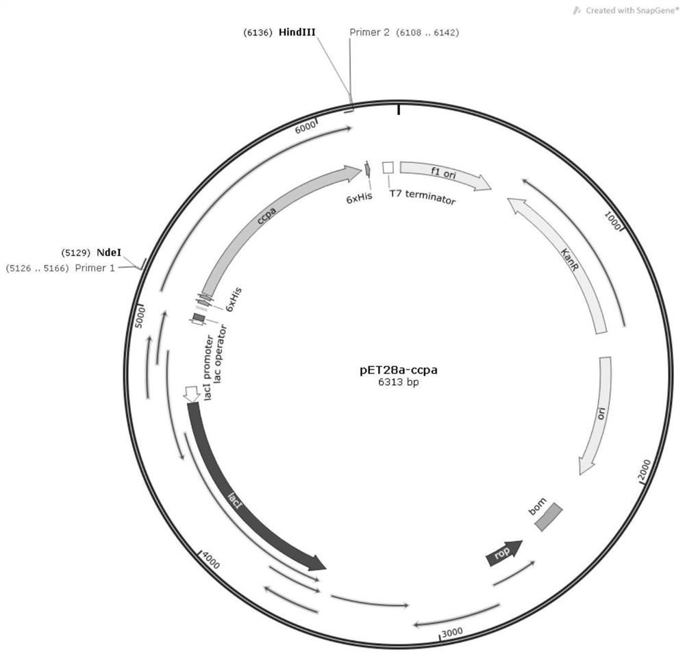 Carbon catabolism regulation protein CcpA mutant I42A