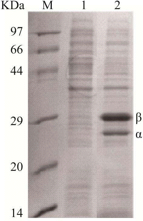 Genetically engineered bacterium for efficiently expressing high-molecular weight nitrile hydratase and application of genetically engineered bacterium