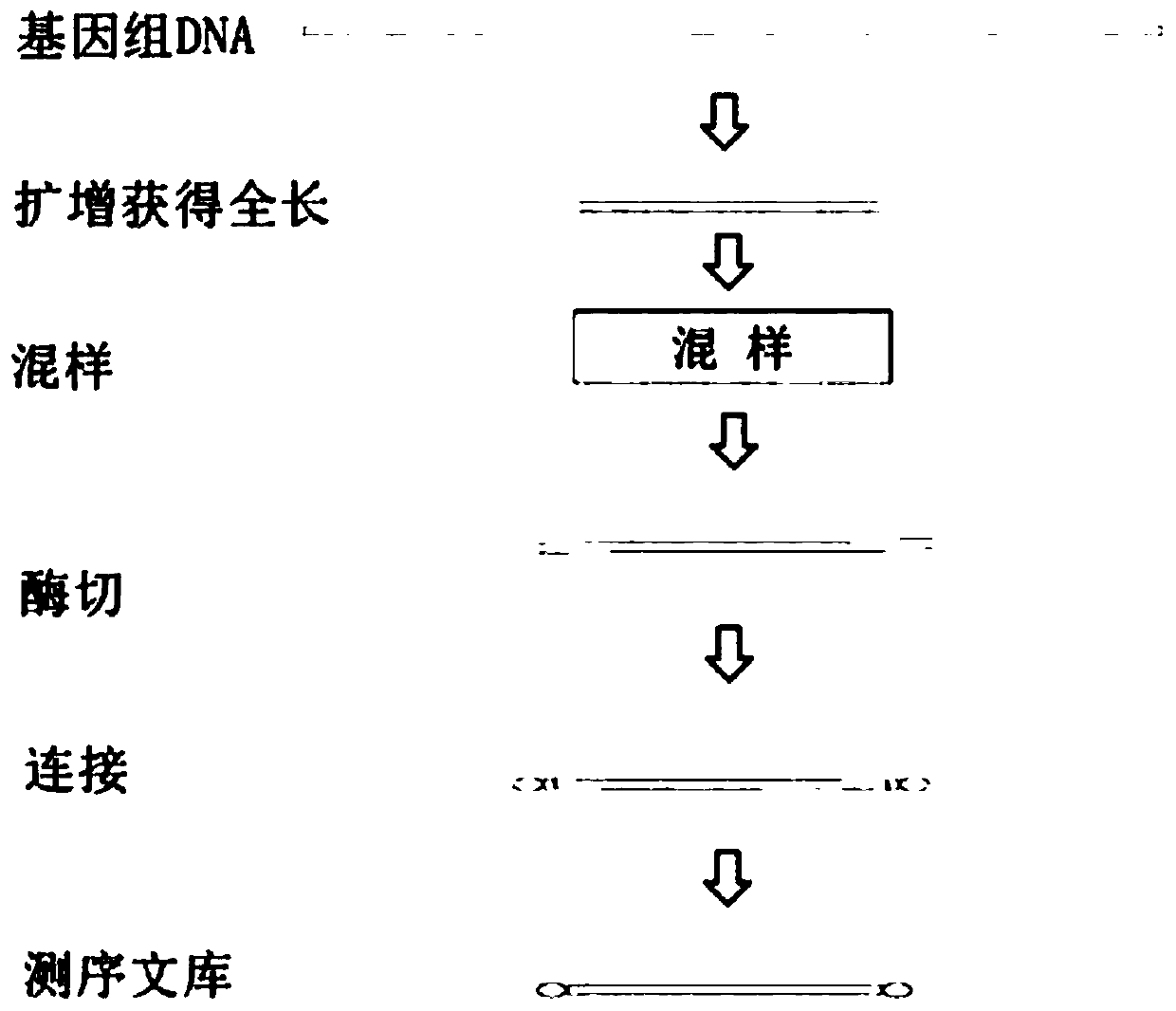 Rapid full-length amplicon library building method suitable for PacBio platform, universal primer and sequencing method