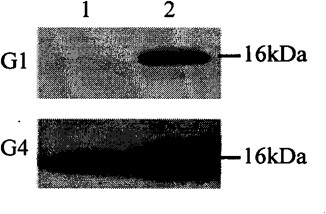 Recombinant BCG vaccine rBCG::X