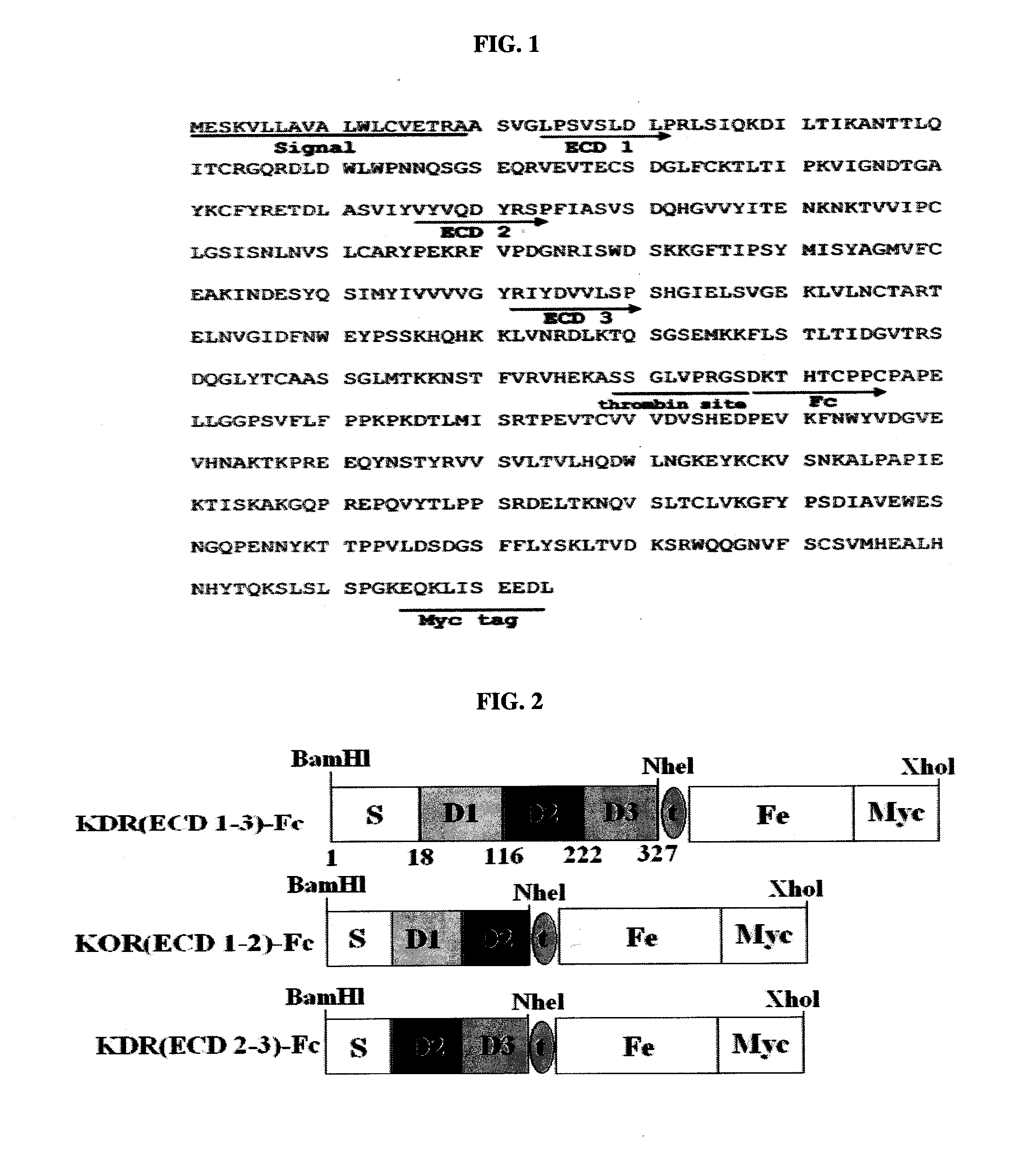 Human monoclonal antibody neutralizing vascular endothelial growth factor receptor and use thereof