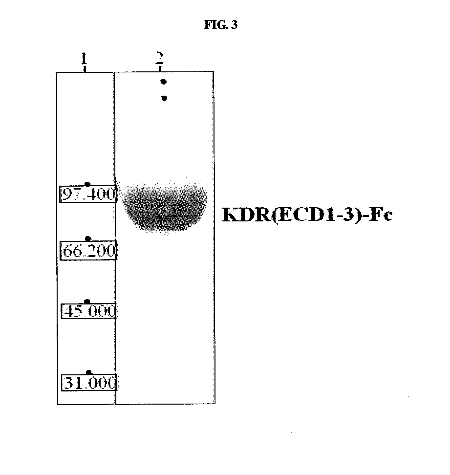 Human monoclonal antibody neutralizing vascular endothelial growth factor receptor and use thereof