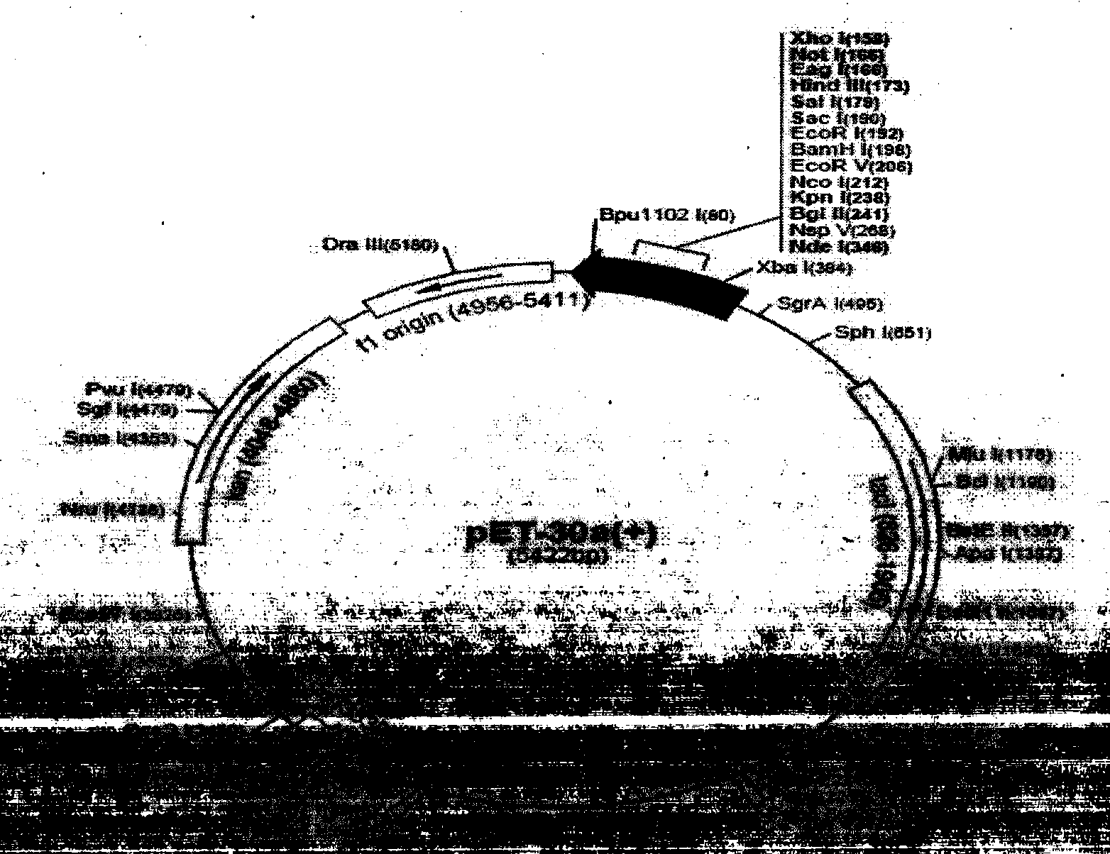 Tubercle bacillus fusion protein and preparation method and application thereof