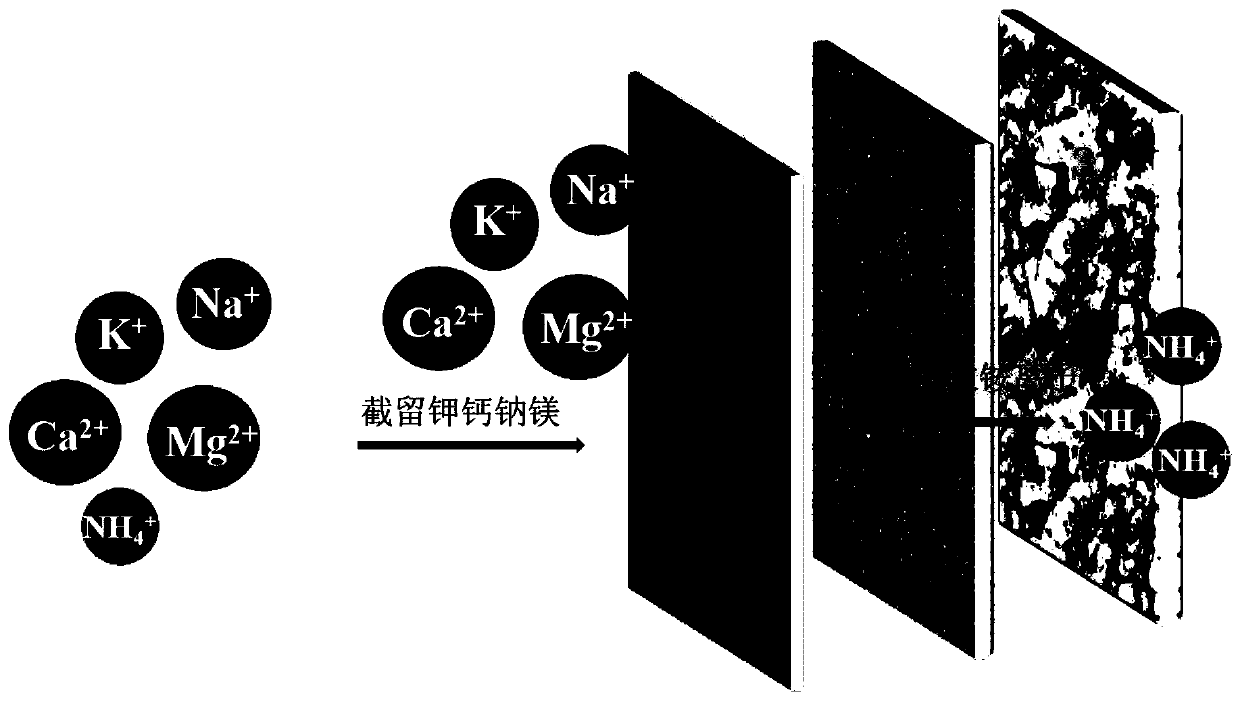 Ammonium ion permselective nanofiltration membrane, preparation method, application of ammonium ion permselective nanofiltration membrane in sewage ammonium removal and selective ammonium removal device