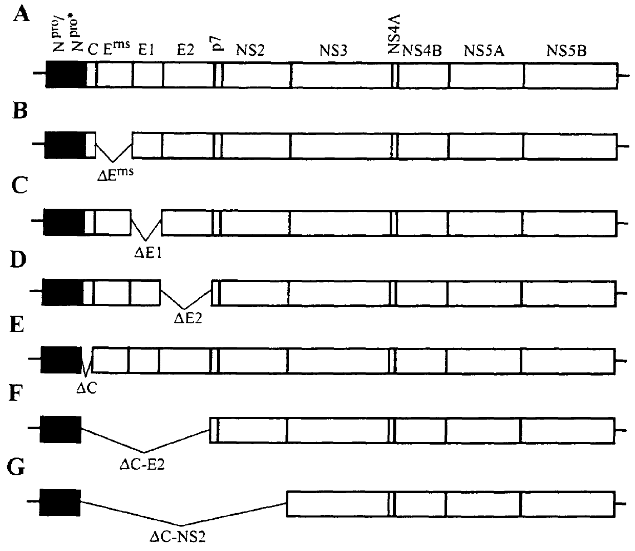 Pestivirus replicons providing an RNA-based viral vector system