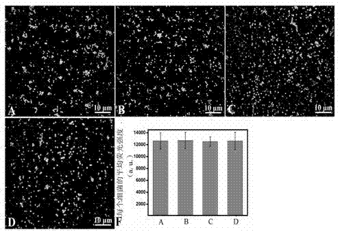 Method for detecting viruses and bacteria by fluorescent targeted cells