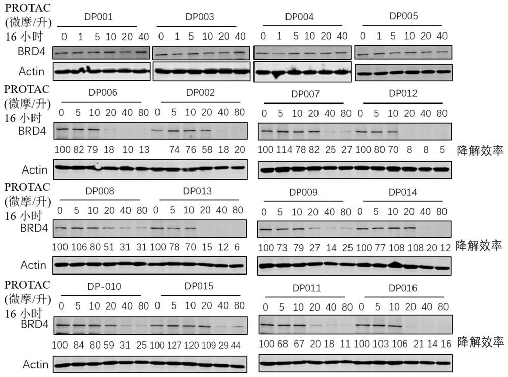 DCAF15-based protein degradation targeting chimeric body as well as preparation method and application thereof