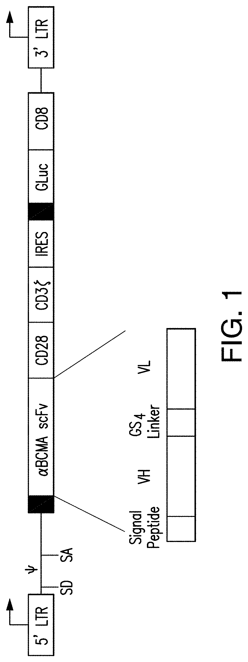 Chimeric antigen receptors targeting B-cell maturation antigen and uses thereof