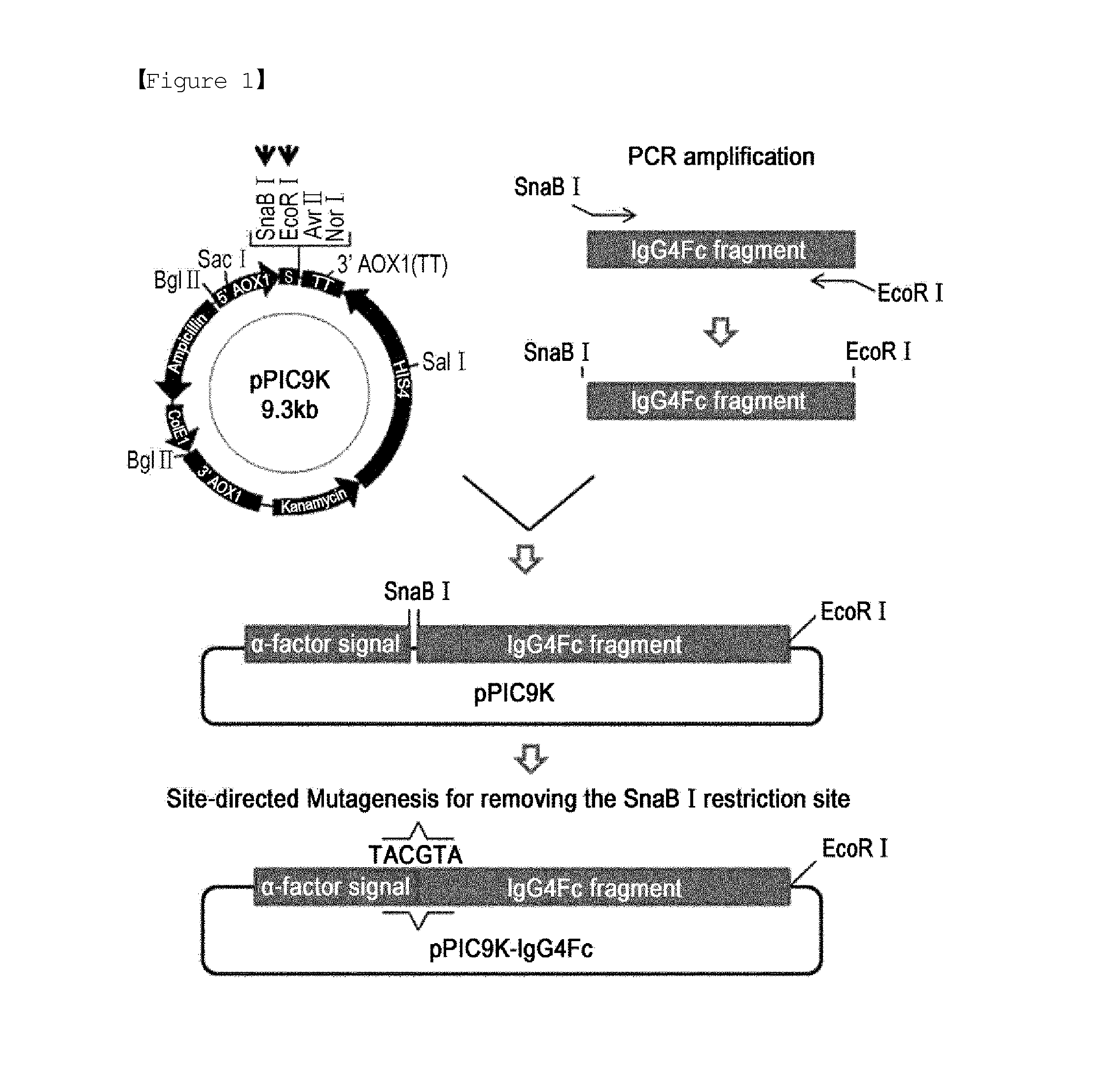 Recombinant yeast transformant and process for preparing immunoglobulin fc fragment employing the same