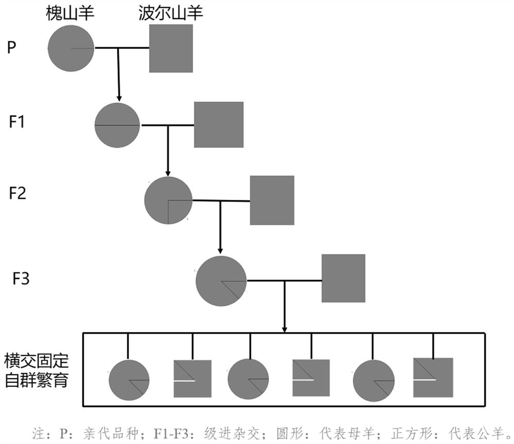 Breeding method of new meat goat variety