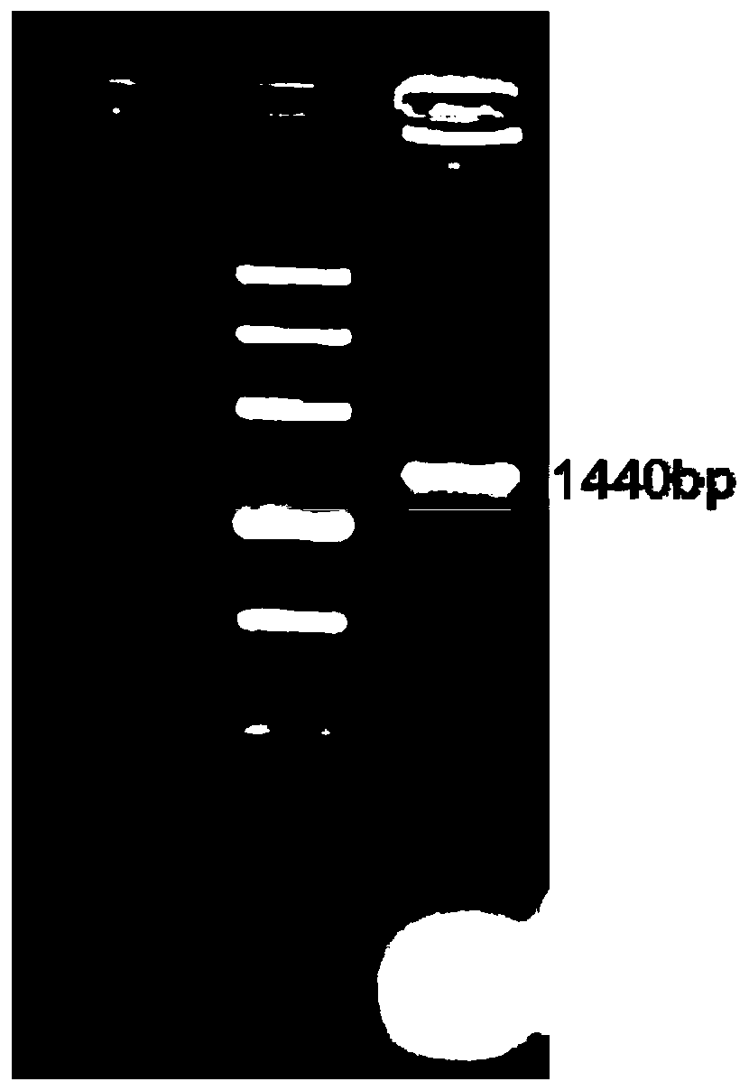 Manganese-resistant Providencia bacterium strain and method for repairing heavy metal contaminated soil