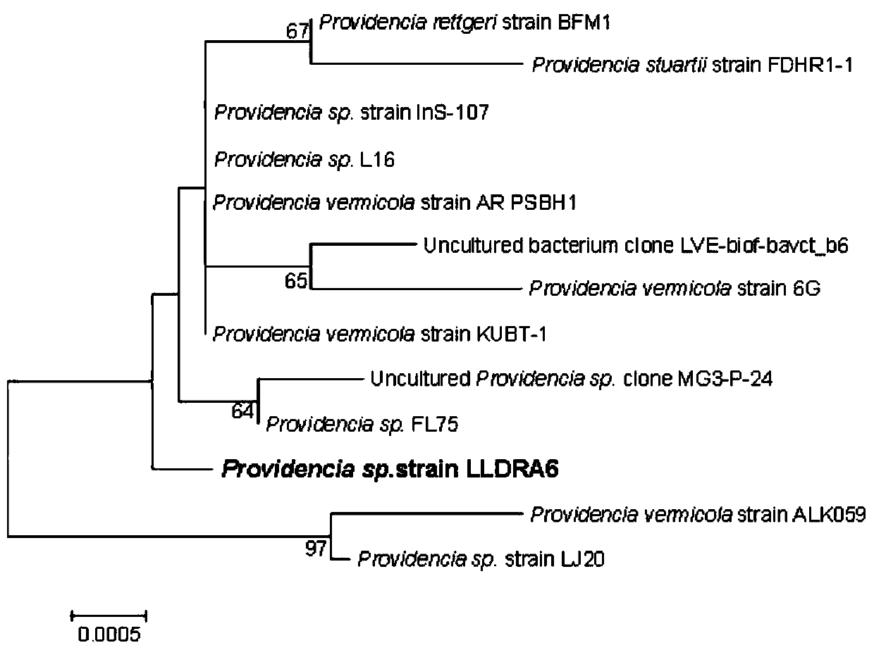 Manganese-resistant Providencia bacterium strain and method for repairing heavy metal contaminated soil