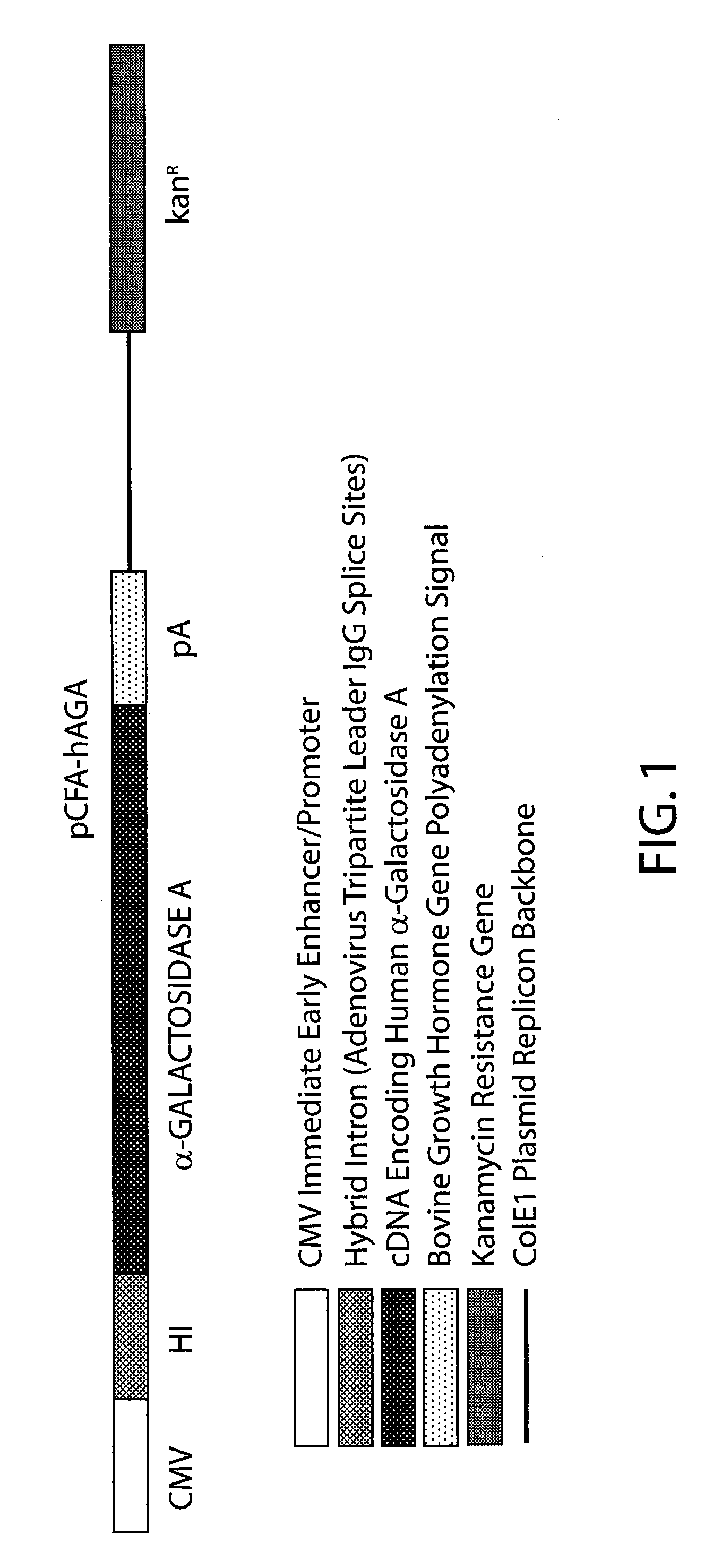 Compositions and methods for treating lysosomal storage disease