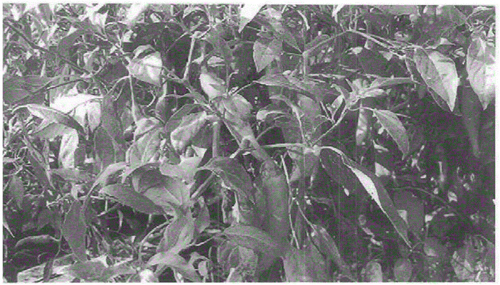 Pesticide composition for preventing anthracnose and virosis