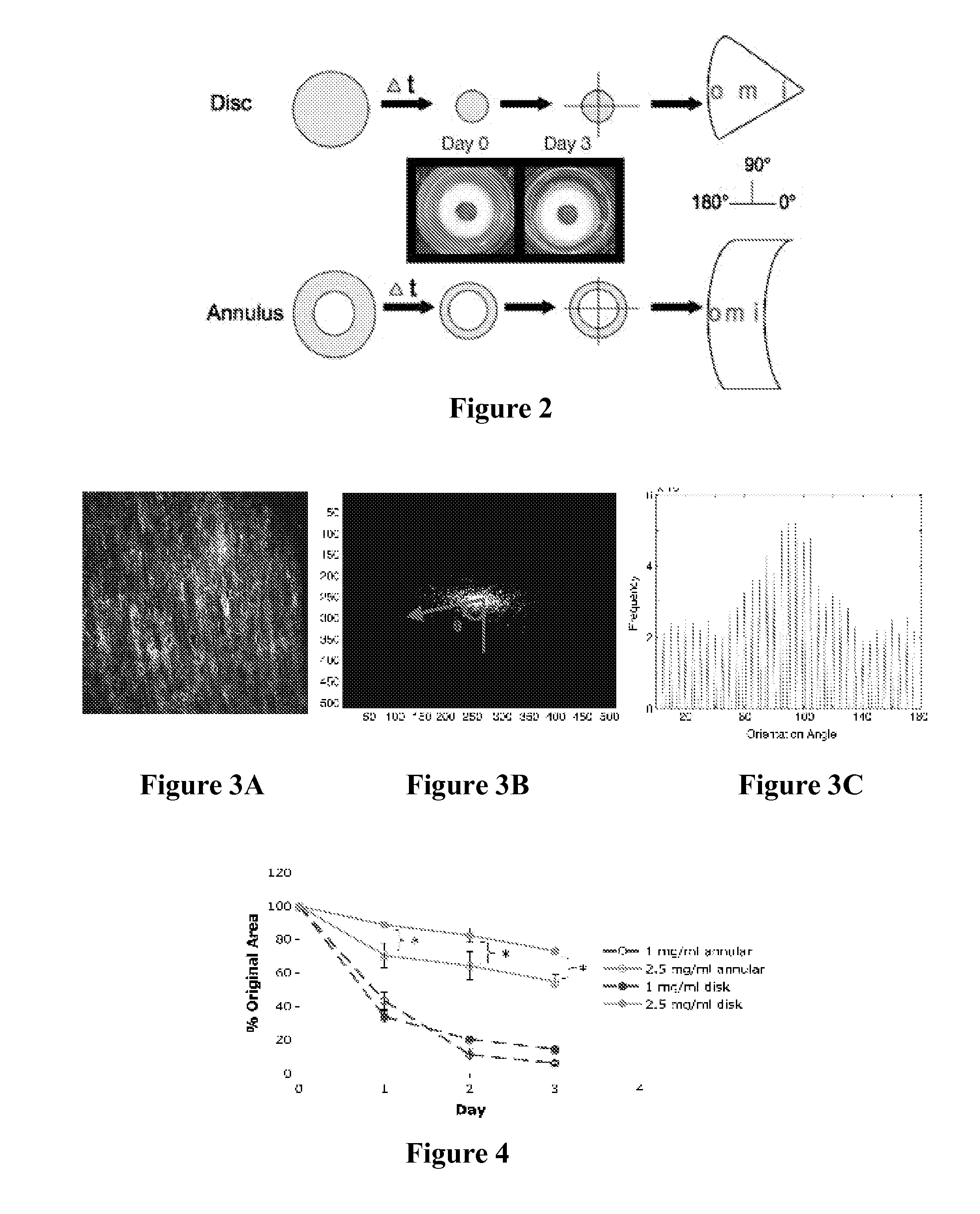 Composite tissue-engineered intervertebral disc with self-assembled annular alignment