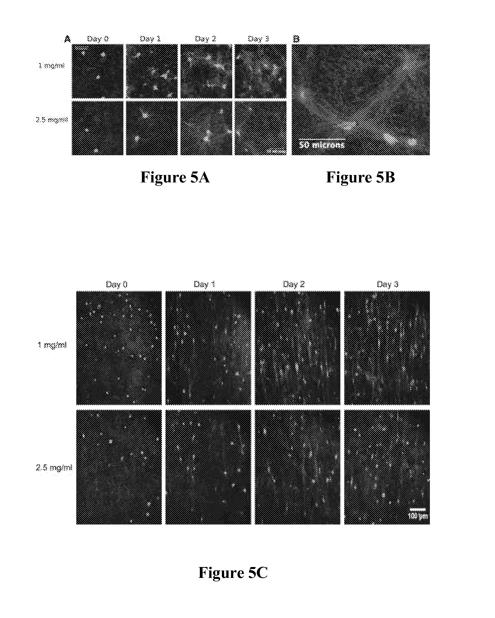 Composite tissue-engineered intervertebral disc with self-assembled annular alignment