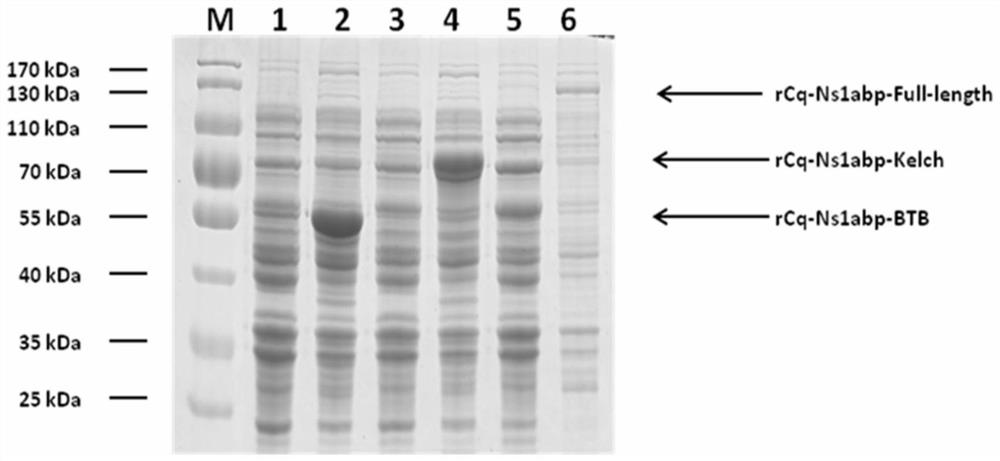 Application of cq-ns1abp gene and its protein antiviral activity for inhibiting wssv infection