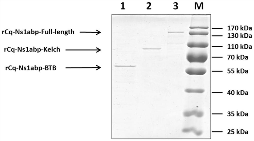 Application of cq-ns1abp gene and its protein antiviral activity for inhibiting wssv infection