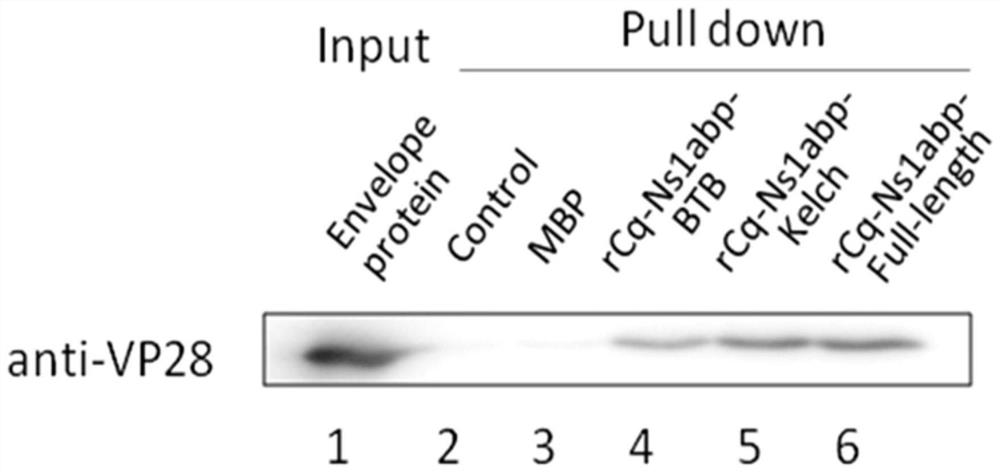 Application of cq-ns1abp gene and its protein antiviral activity for inhibiting wssv infection