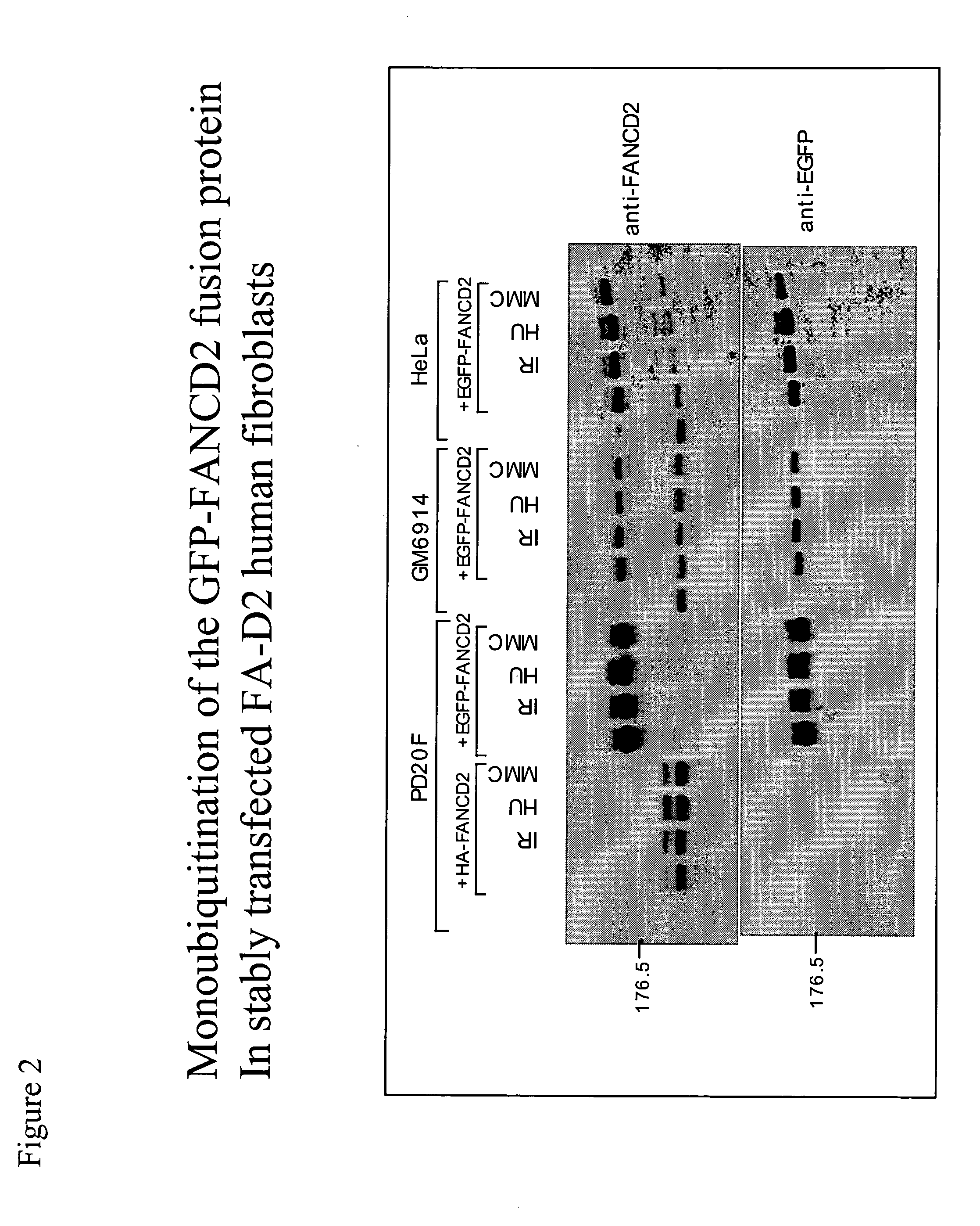 Method for determination and quantification of radiation or genotoxin exposure