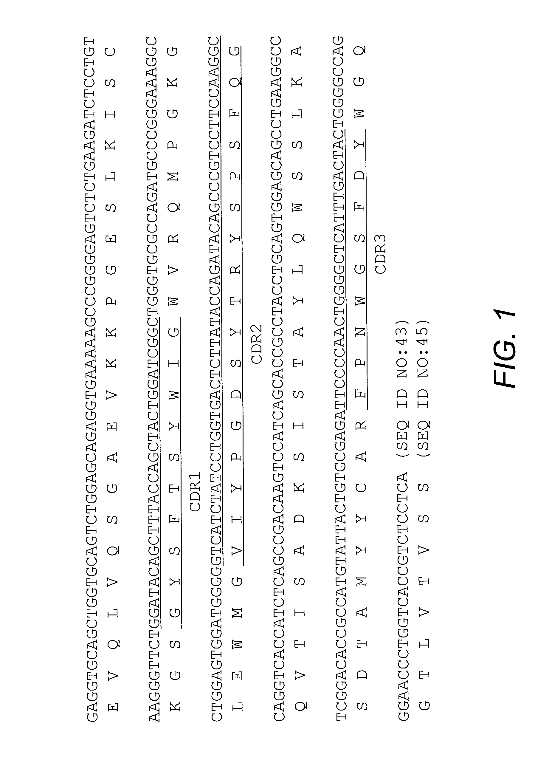 High affinity antibody antagonists of interleukin-13 receptor alpha 1