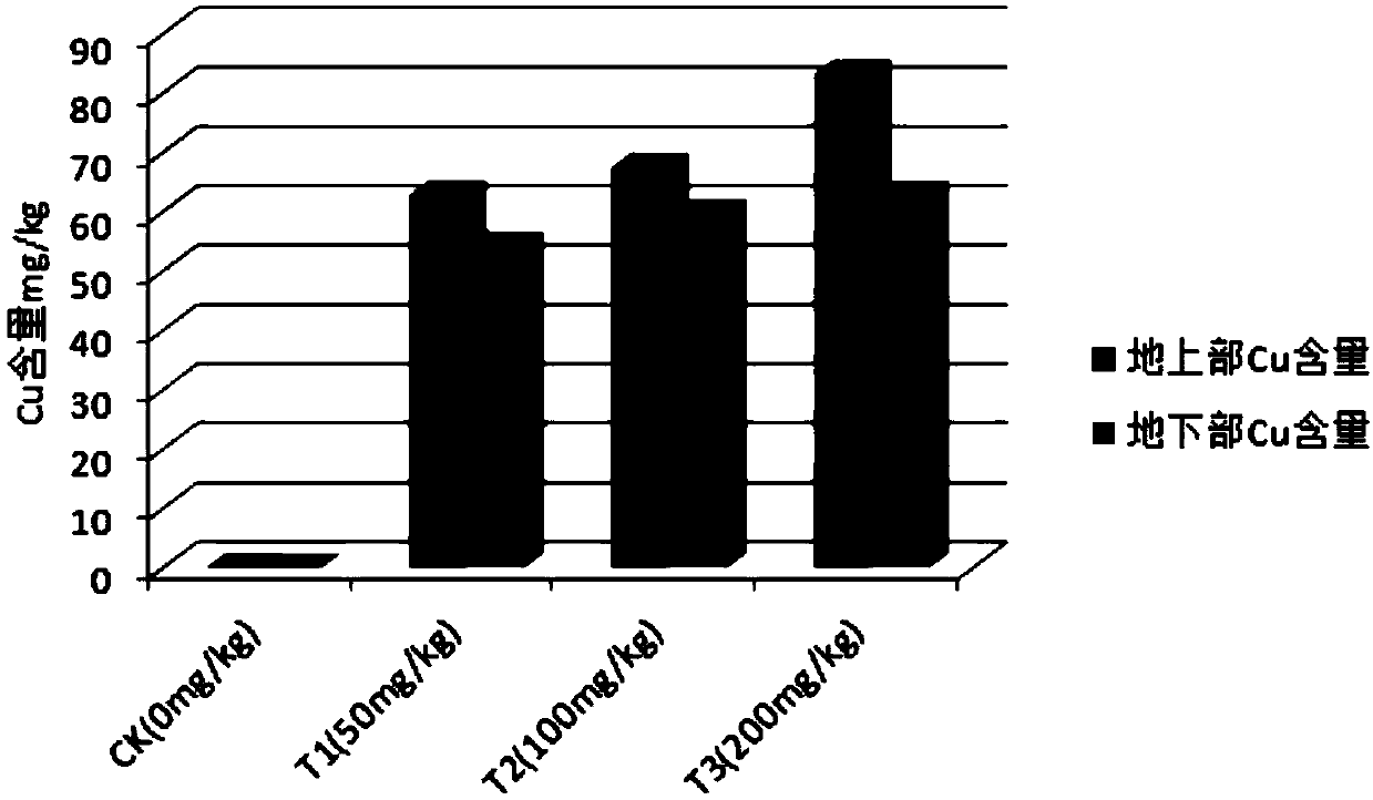 Method for plant restoration of copper-contaminated soil