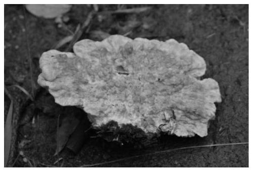Novel piptoporus solonjensis strain, culture method based on mushroom bran matrix and application of novel piptoporus solonjensis strain