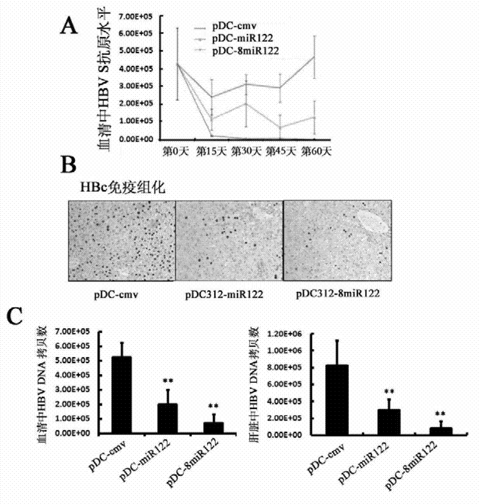 Application of RNA and carrier in preparation of product for preventing and/or treating liver cancer
