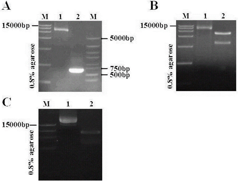 Method for constructing molecularly marked CSFV (classical swine fever virus) attenuated vaccine