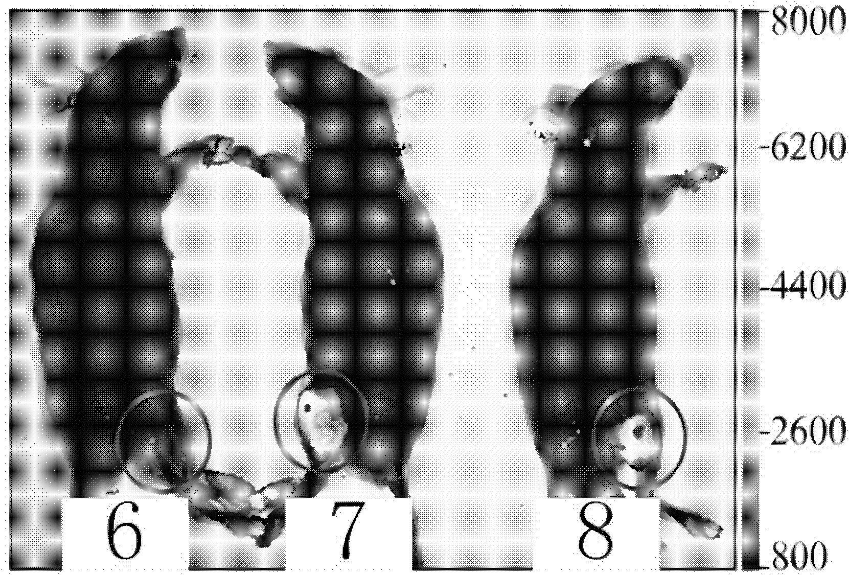 Method for conveying nucleic acid to vivo tissue cells by flexible electrode chip