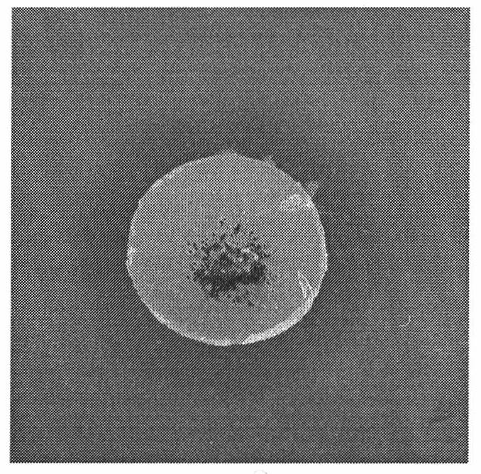 Biological fungi-proofing coniothyrium minitans ZS-1SB for preventing and treating sclerotinia as well as preparation method and application thereof