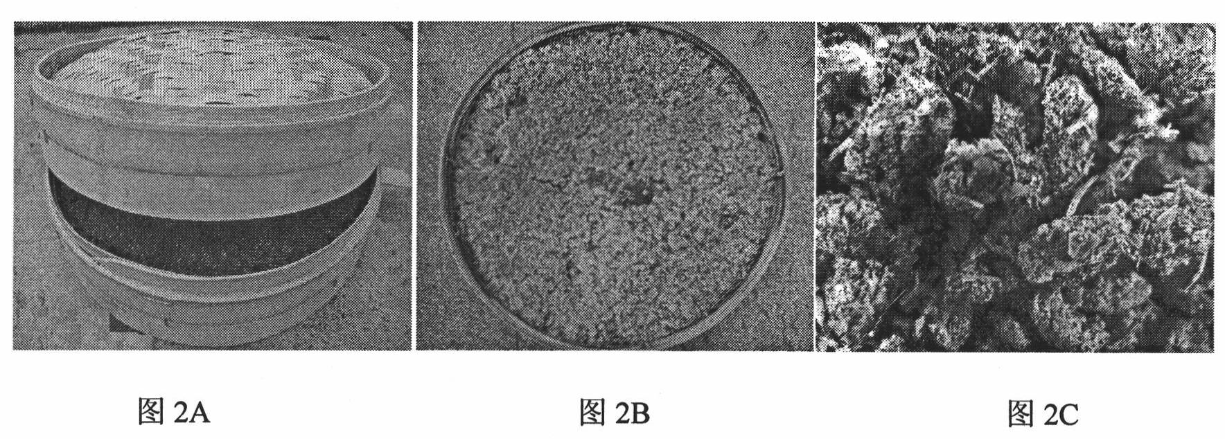 Biological fungi-proofing coniothyrium minitans ZS-1SB for preventing and treating sclerotinia as well as preparation method and application thereof