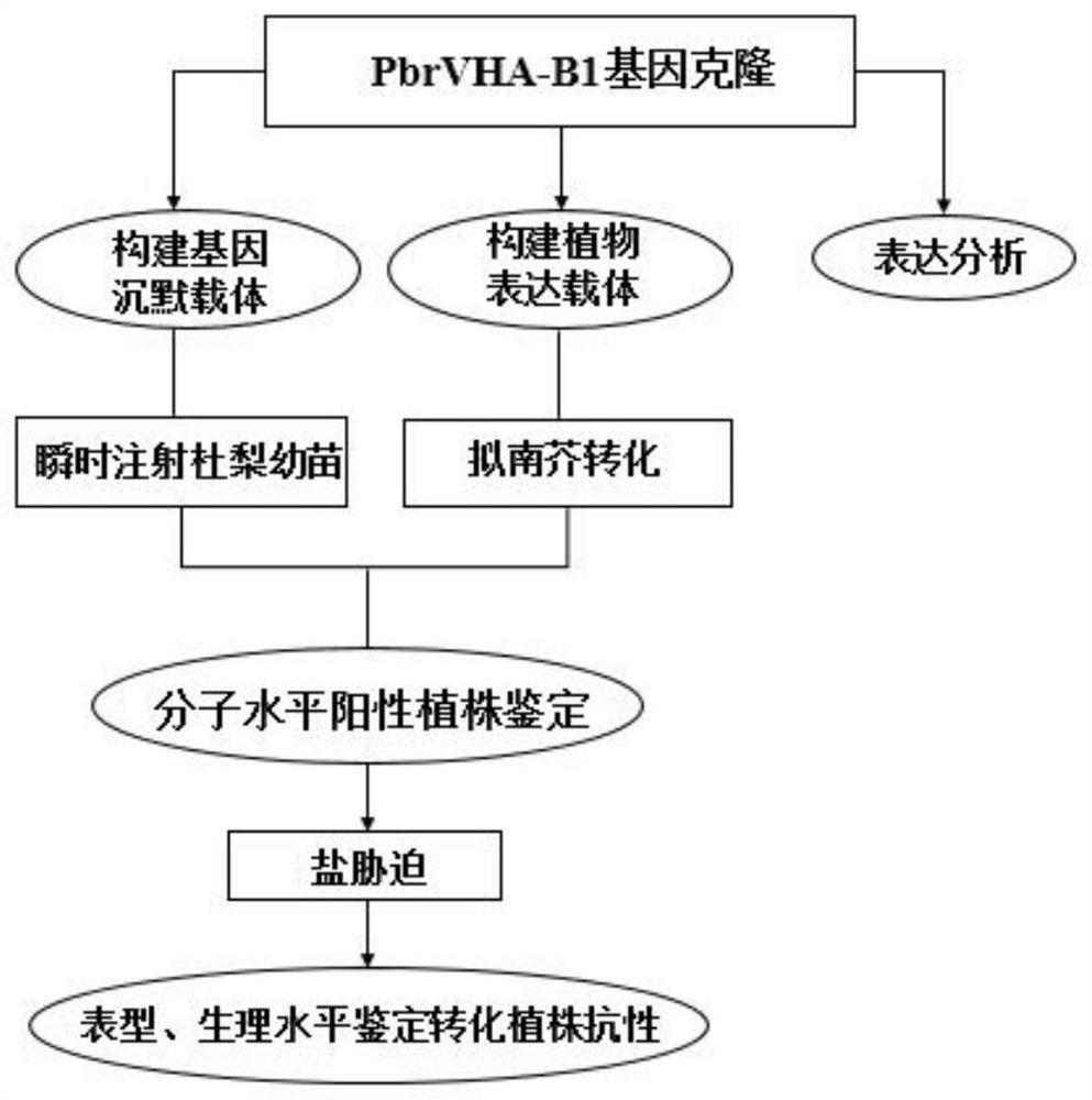 Pyrus betulaefolia vacuolar proton pump PbVHA-B1 and application thereof in plant salt resistance genetic improvement
