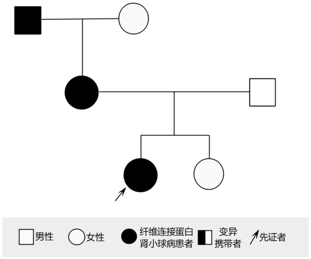 Mutated genes associated with hereditary glomerular diseases and their applications