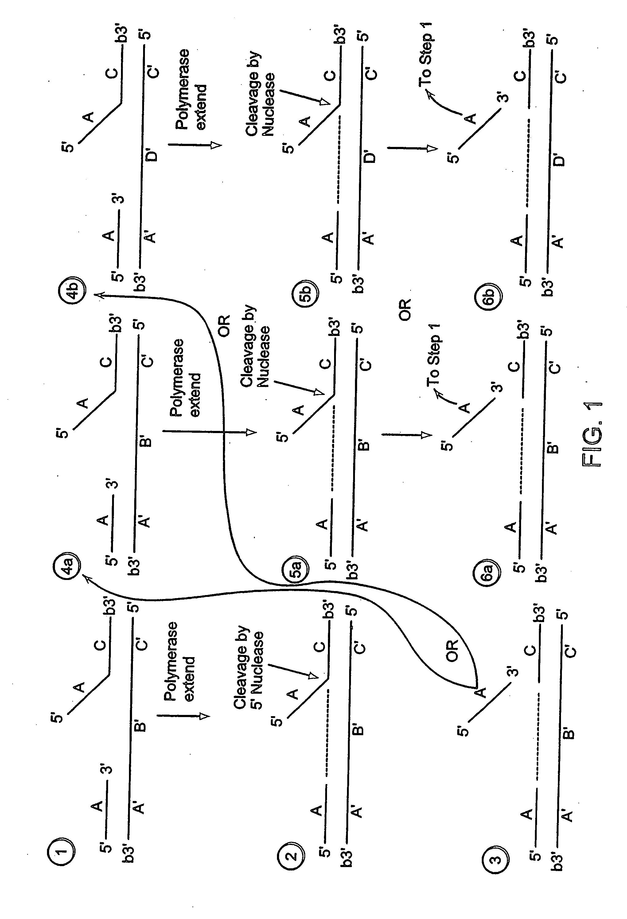 Methods for detection of a nucleic acid by sequential amplification