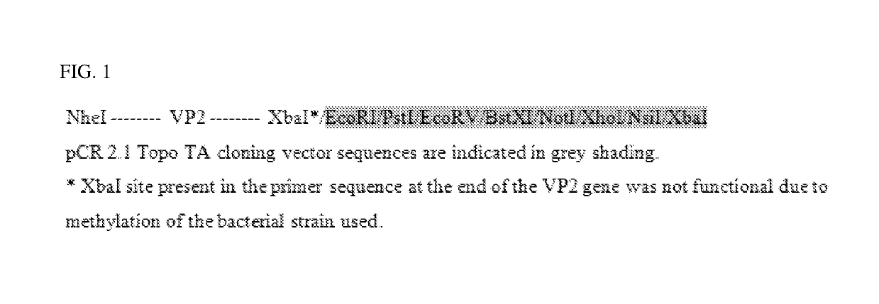 Recombinant turkey herpesvirus vaccines and uses thereof