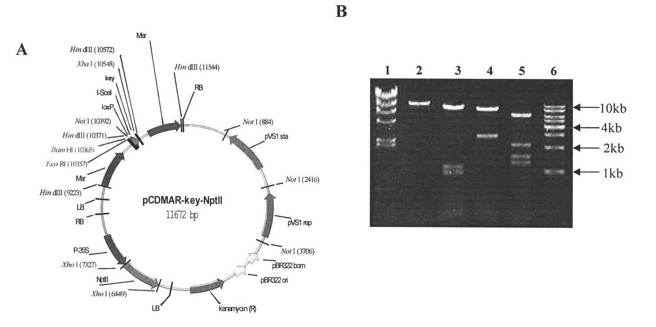 DNA (Deoxyribonucleic Acid) molecule related to photosynthesis and application thereof