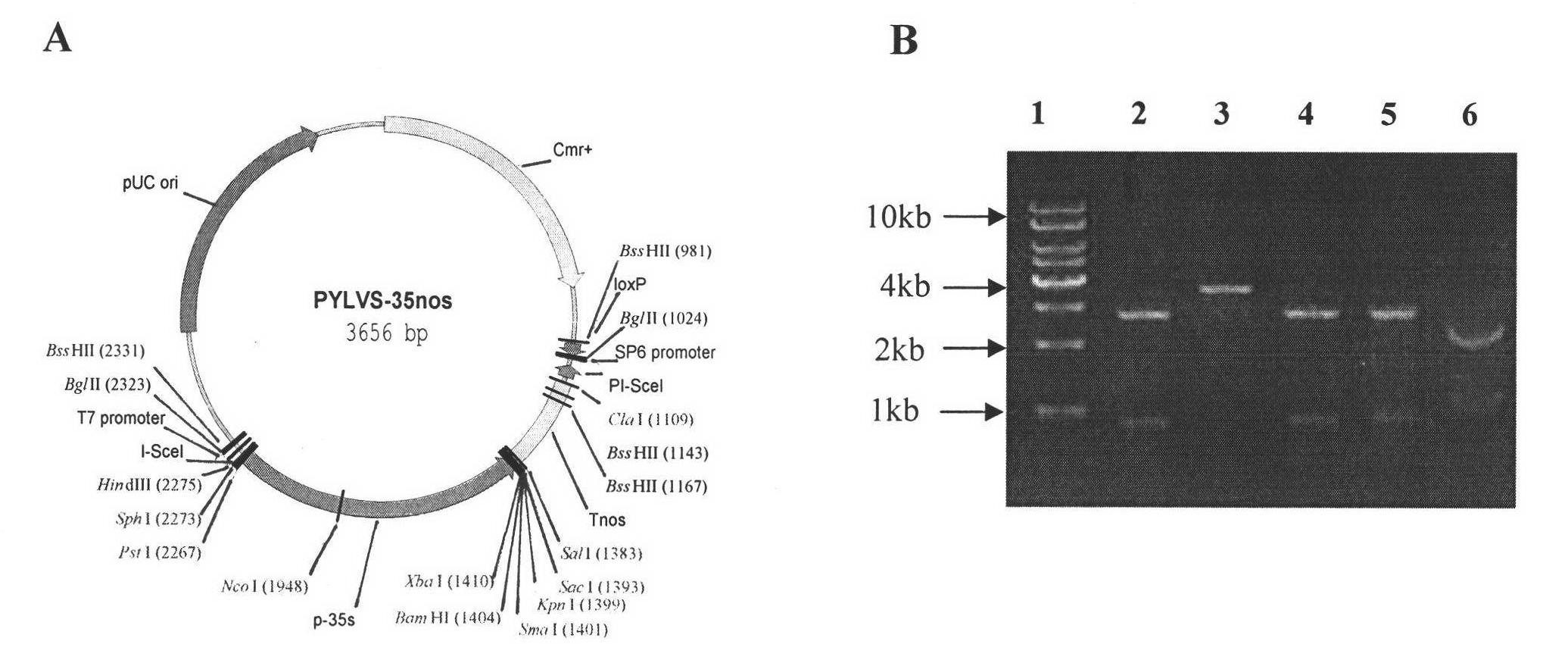 DNA (Deoxyribonucleic Acid) molecule related to photosynthesis and application thereof